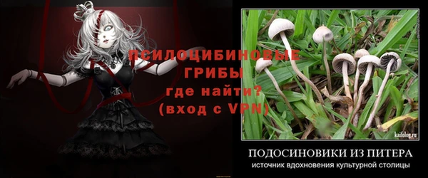 шишки Белокуриха